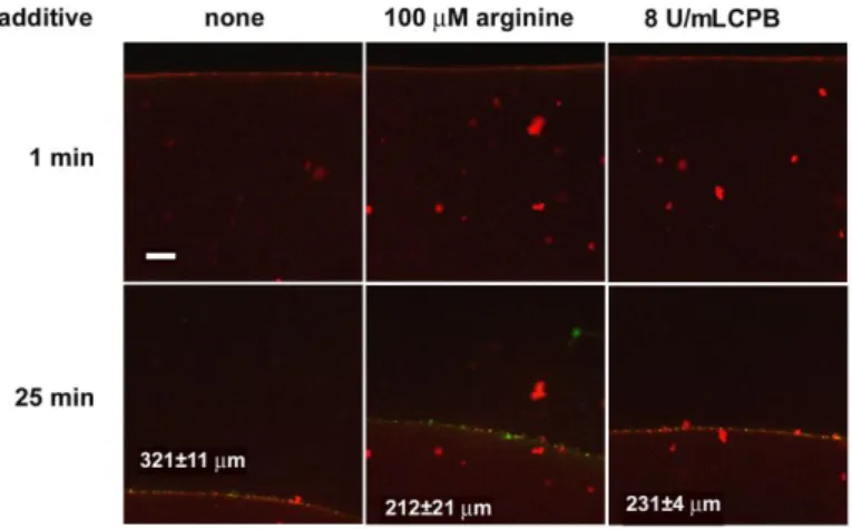 Figure 6.  Effects of arginine and CPB on the penetration of tPA- tPA-YFP into fibrin in the course of lysis 