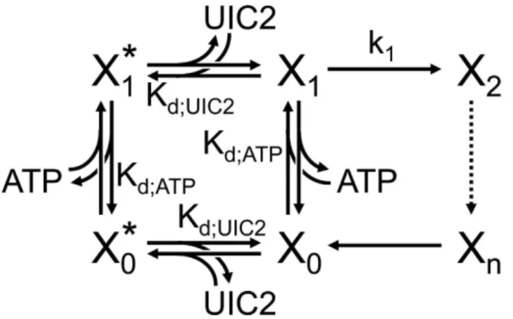 Figure 9.  Simplified model of the catalytic cycle of Pgp that distinguishes inward- and outward-facing  states