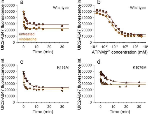 Figure 3.  Kinetics of the formation of the BeF x -trapped species in case of wild-type (a) and single mutant (c,d)  Pgp expressing cells