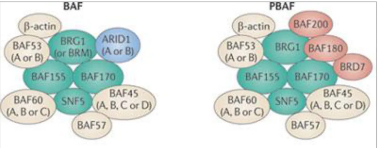3. Ábra: Az SWI/SNF komplexek felépítése. Evolúciósan konzervált központi alegységekből  (zöld)  és  variábilis  alegységekből  (sárga)  állnak