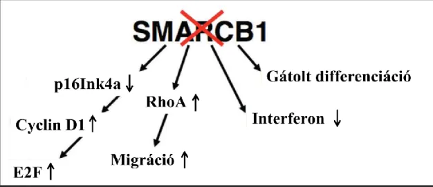 4. Ábra: A SMARCB1 vesztés tumor-asszociált hatásai 