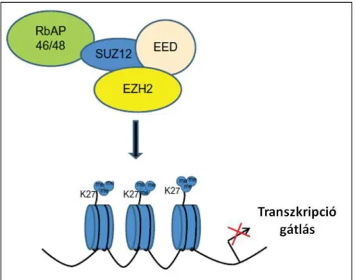 5. Ábra: Az EZH2 által közvetített hiszton metiláció és transzkripció gátlás. 