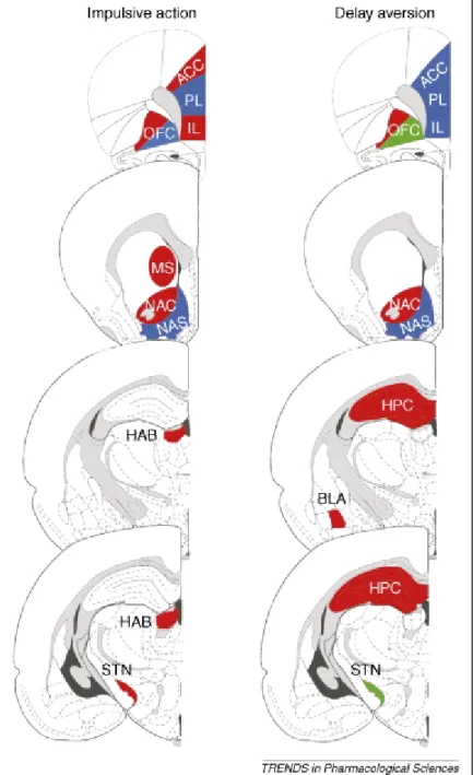 Figure 1. The neuroanatomical regions in the brain involved in impulsive action, in  inhibitory control processes and delay aversion