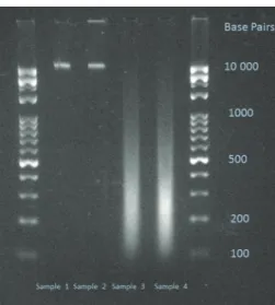 Figure 1: Electrophoretic gel image of the used DNA samples. Sample 1: nMnF DNA; Sample 2: MnF DNA; Sample 3: nMF DNA; Sample 4: