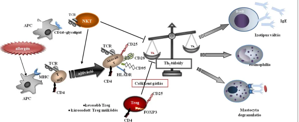 2. ábra: A T sejt szubpopulációk szerepe az asztma pathomechanizmusában 