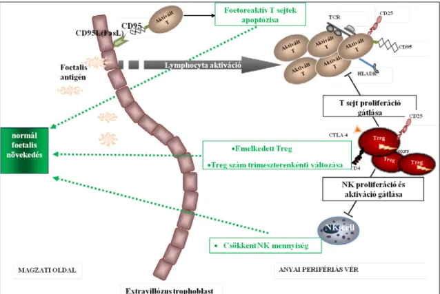 3. ábra: Lymphocyta aktiváció, NK sejtek és regulációs T sejtek szerepe terhességben  (szaggatott zöld nyíl se rkentő  hatást, fekete talpas vonal gátló hatást jelöl)