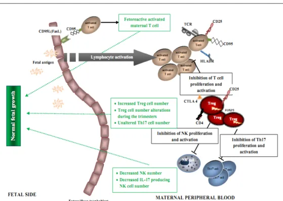 Figure 1. Cellular mechanisms of immune tolerance in healthy pregnancy (green arrows) needed for  fetal well-being