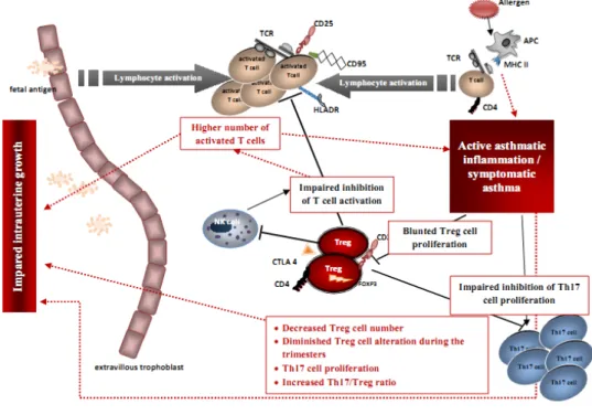 Figure 2. Cellular mechanisms of immune regulation known in asthmatic pregnancy (red arrows) which  may lead to compromised physiological fetal growth