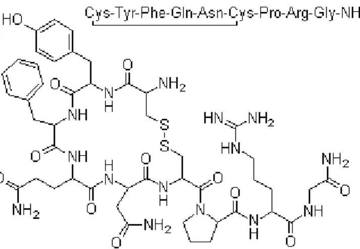 9. ábra Az arginin-vazopresszin szerkezete (http://www.buyersguidechem.com/struc/1/113-79-1.jpg)