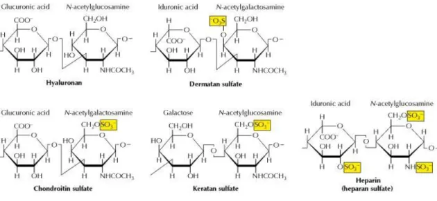 2. ábra. A különböző glükózaminoglikán oldalláncokat felépítő diszacharid egységek. 