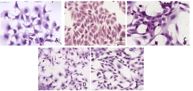 12. ábra. Sejt és ko-kultúrás modellek haematoxilin-eosin festéssel látható  morfológiája