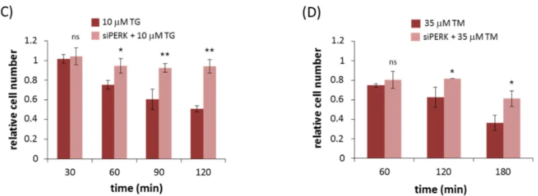 Figure 2. PERK silencing increases cell viability during persistent ER stress. The efficiency of PERK  silencing was checked both on mRNA (left panel) and protein (right panel) levels followed in time  via (A) TG (10 µM) and (B) TM (35 µM) treatment