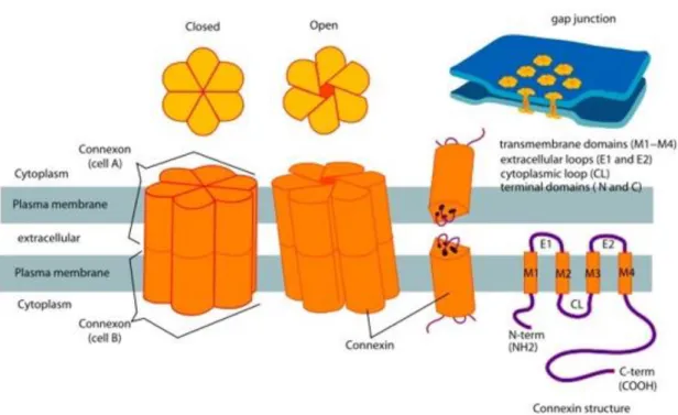 2. ábra: A connexin fehérjék felépítése és elhelyezkedése a plazmamembránban   [forrás: (Proteopedia 2018)] 