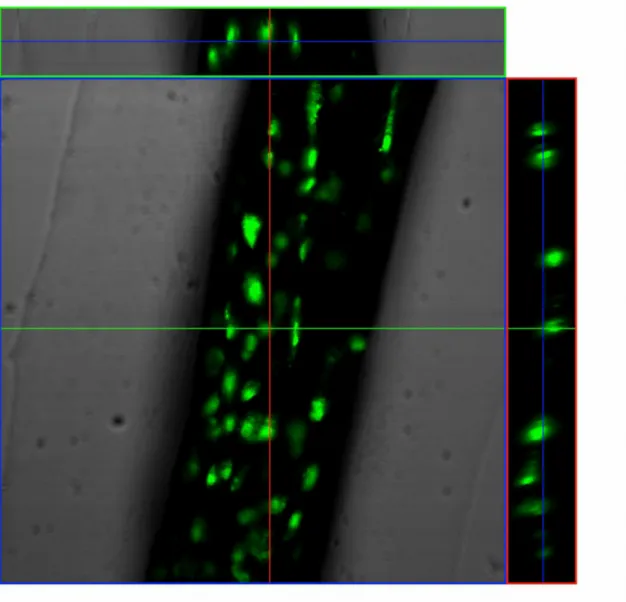 3. ábra. 3D fluoreszcens mikroszkópiával vizsgált fonal részlet. Zöld szín jelöli a sejtmagokat