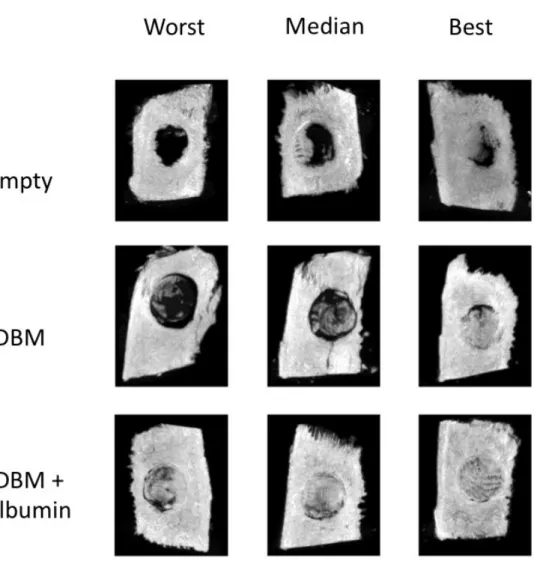 Figure 2. Ex vivo MicroCT after 11 weeks. The figure is showing representative images from  every study group