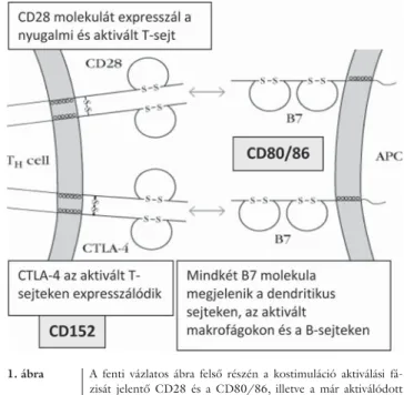 1. ábra A fenti vázlatos ábra felső részén a kostimuláció aktiválási fá- fá-zisát  jelentő CD28 és a CD80/86, illetve a már aktiválódott  T-lymphocytákon megjelenő, szuppresszor hatású, CD152-  (korábbi elnevezése CTLA-4 = citotoxikus T-sejt-asszociált  an