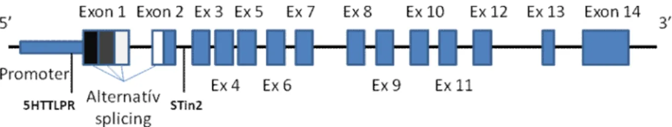 5. ábra Az SLC6A4 gén struktúrája, promóter, alternatív promóter régiói és exonjai. Ex= Exon 