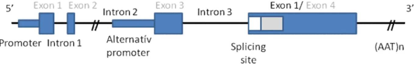 7. ábra A CNR1 gén, a promóter régió, az exonok és a vizsgált SNP-k. 