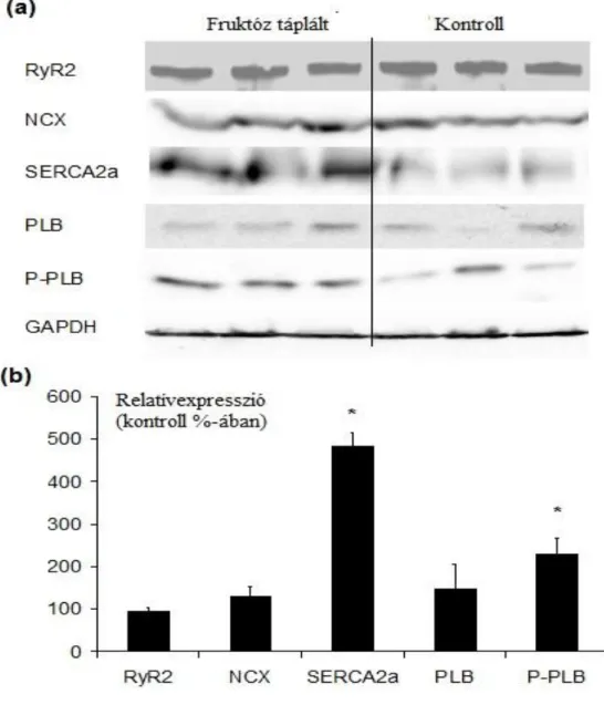 13. Ábra A fruktóz táplált és a kontroll állatok szívéből vett mintán készített Western  blot  analízis  során  készül  reprezentatív  képeket  láthatjuk,  amelyeken  a  RyR2,  NCX,  SERCA2a,  PLB,  P-PLB  és  GAPDH  fehérjeszintjei  ábrázolódnak