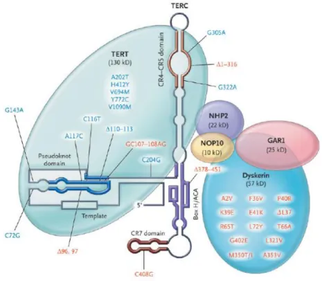 3. ábra:   Sematikus  ábra  a  telomeráz  komplex  szerkezetéről  és  a  kódoló  gének  gyakori mutációiról; pirossal a DC fenotípust, kékkel a kizárólag csontvelő érintettséget  okozó  mutációk  láthatóak  (egybetűs  aminosavkóddal)