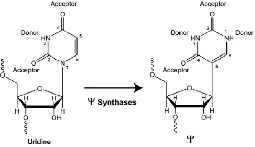 4. ábra:   Az  uridin  izomerizációja  pszeudouridinné  az  RNS  láncban,  a  donor  és  akceptor atomok jelölésével