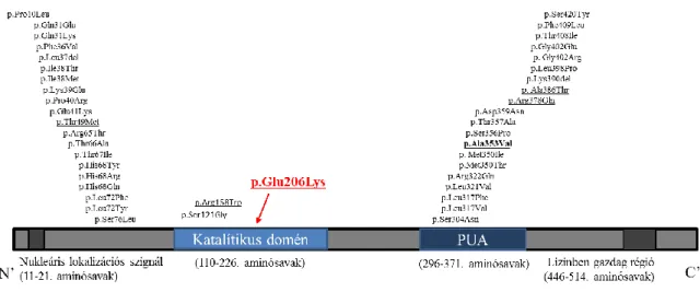 6. ábra:   A  diszkerin  fehérje  szerkezeti  egységei  és  a  különböző  diszkeratózis- diszkeratózis-formák  hátterében  álló  mutációk,  valamint  a  jelen  családban  vizsgált,  p.Glu206Lys  mutáció  elhelyezkedése  a  fehérjén  belül