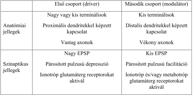 2. táblázat. A glutamáterg pályák két csoportjának anatómiai és szinaptikus  tulajdonságaik összefoglalása