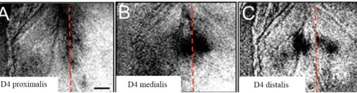11. ábra. A postcentralis somatosensoros kéreg ujjreprezentációjának IOS képei. 