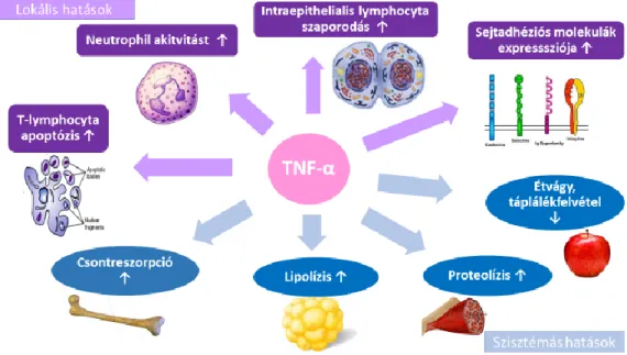 1. ábra A TNF-α szerteágazó hatása 