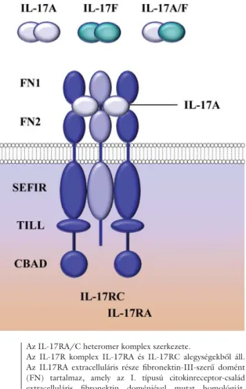 2. ábra Az IL-17RA/C heteromer komplex szerkezete.