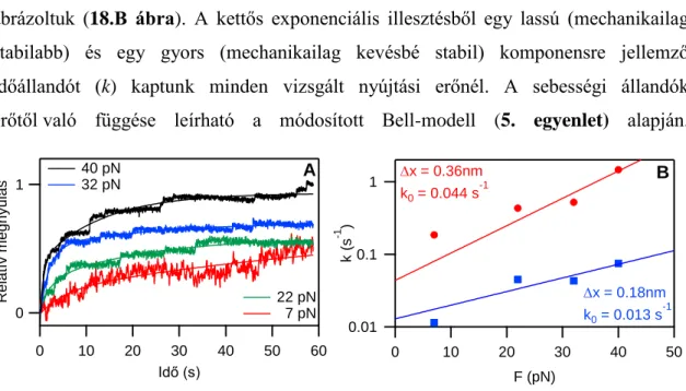 18. ábra Titin nyújtása erővisszacsatolt lézercsipesszel. A ábra: Különböző erőkkel nyújtott titin  molekulák  megnyúlása  és  az  arra  illesztett  kettős  exponenciális  függvények