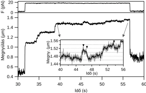 20. ábra Titin nyújtása egymást követő ciklusokban. A két ciklus szünet nélkül követte egymást,  nyújtási  sebesség:  250 nm/s