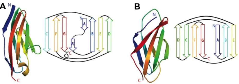 2. ábra Globuláris titin domének szerkezete.  A:  Immunoglobulin típusú domén szalagmodellje  (bal) és sematikus ábrája (jobb) B: Fibronektin típusú domén szalagmodellje (bal) és sematikus  ábrája (jobb) [14]