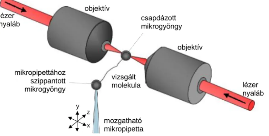 1. ábra Kétsugaras molekuláris erőmérő lézercsipesz. A két csapdázó lézernyaláb egymással szembe irányítva  alakítja ki  az  optikai  csapdát