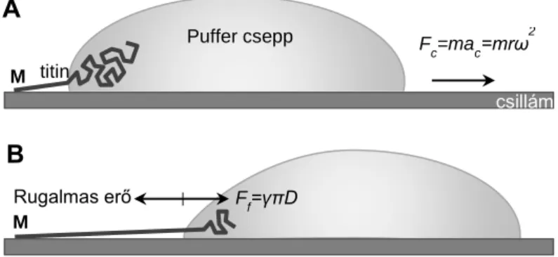 2. ábra Titin nyújtása visszahúzódó folyadék meniszkusszal.  A kép: A titinmolekula egyik végével (tipikusan M- M-csík vég) letapad a csillám felszínre és a centrifugális erő ( F c ) hatására visszahúzódó folyadékcsepp határréteg  megnyújtja