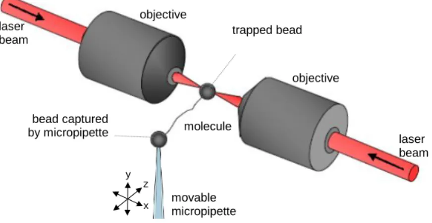 Figure  1  Double  beam  optical  tweezers.  Two  counter  propagating  laser  beams  form  the  optical  trap
