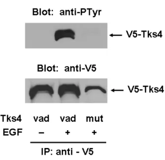 16. ábra. A PX domén mutációja megakadályozza a Tks4 foszforilációját. Két csészényi COS7 sejtet  vad  típusú,  egyet  pedig  a  PX  domén  lipid-kötését  elrontó  R71,94L  mutációt  hordozó  V5-Tks4  konstrukcióval transzfektáltunk