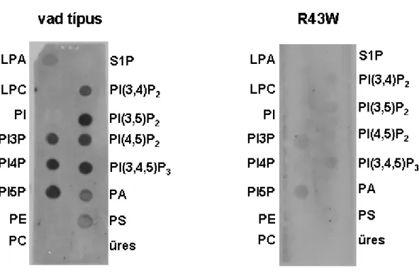 17. ábra.  A  Tks4  PX doménjének R43W  mutánsa  nem  köt  lipideket.   A Tks4 PX doménjének vad  típusú  és  R43W  mutáns  GST-fúziós  formáját  E.coli   baktériumokban  termeltettük,  tisztítottuk,  majd  PipStrip™  membránokkal  inkubáltuk