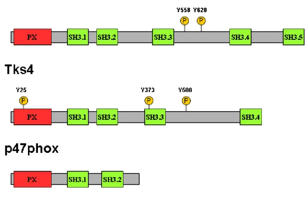 1. ábra. A Tks5, Tks4 és a p47phox fehérjék doménszerkezete. Az ábrán a Tks állványfehérjék ismert  Src foszforilációs helyei is fel vannak tüntetve az emberi fehérjék aminosav-számozása szerint