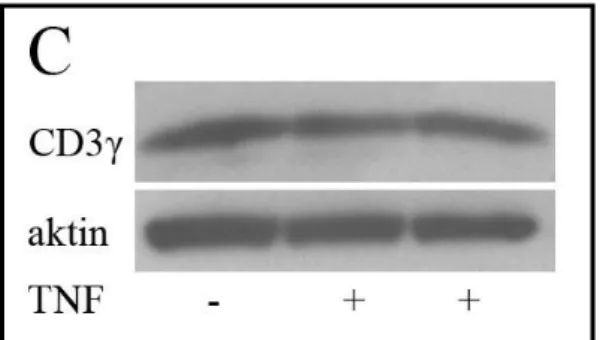 10. ábra: A TNF nem befolyásolja CD3ε és γ-lánc expresszióját. (A) Jurkat sejtek 24  órás TNF (40 ng/ml) kezelését követően fehérjét izoláltunk és Western blottal vizsgáltuk  a  CD3ε mennyiségét  teljes  sejt lizátumokból