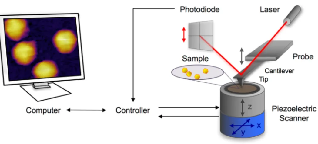 Fig. 6. Schematic diagram of a typical AFM measurement setup. 