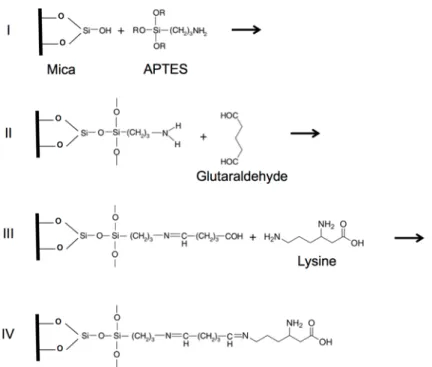 Fig. 9.  Steps of glutaraldehyde cross-linking to the lysine residues of virus capsid