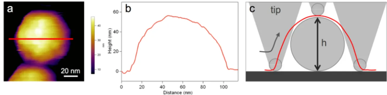 Fig.  11.  Sample  dilation  due  to  tip  convolution.  Height-contrast  AFM  image  of  a  virus  particle attached to mica (a)