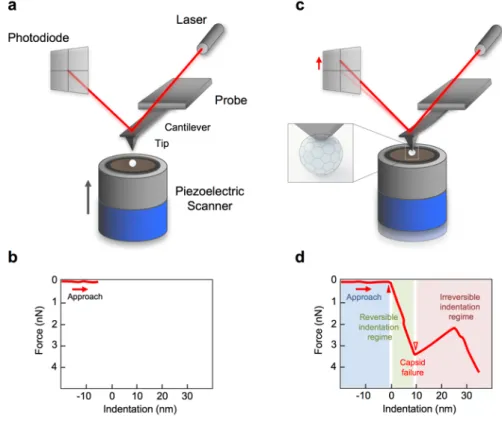 Fig. 13.  Schematic diagram of AFM nanoindentation of a virus. (a) The piezo is extending  but the AFM tip has not yet reached the virus surface and (b) therefore the exerted force is  zero