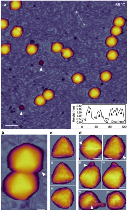 Fig. 16. AFM imaging of T7 phages treated at 65 ˚C. (a) Overview of a 1 µm x 1 µm sample  area