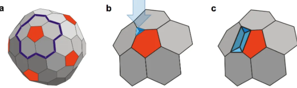 Fig.  7.  Phenomenological  model  of  the  mechanically  induced  stepwise  buckling  of  the  T7  capsid