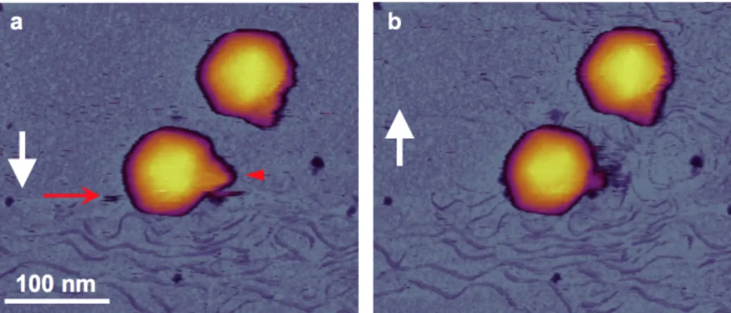 Fig. 8. In situ AFM of DNA ejection from the T7 bacteriophage. (a-b) Sequential height-contrast  AFM images collected during (a) and following (b) DNA ejection