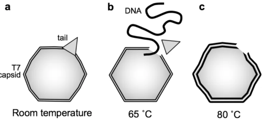 Fig. 10. Schematic model of thermally-induced changes in the T7 bacteriophage.  (a) At room  temperature,  the  capsid  is  slightly  swollen  because  of  the  DNA  pressure  inside