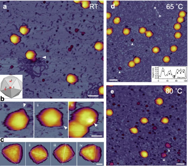 Fig. 3. AFM imaging of surface-immobilized untreated T7 bacteriophages. (a) Overview of a  1 μm x 1 μm non-treated sample area