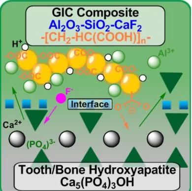 Figure 1.4 Illustration of ion-exchange interface between GIC and tooth/ bone (hydroxyapatite)